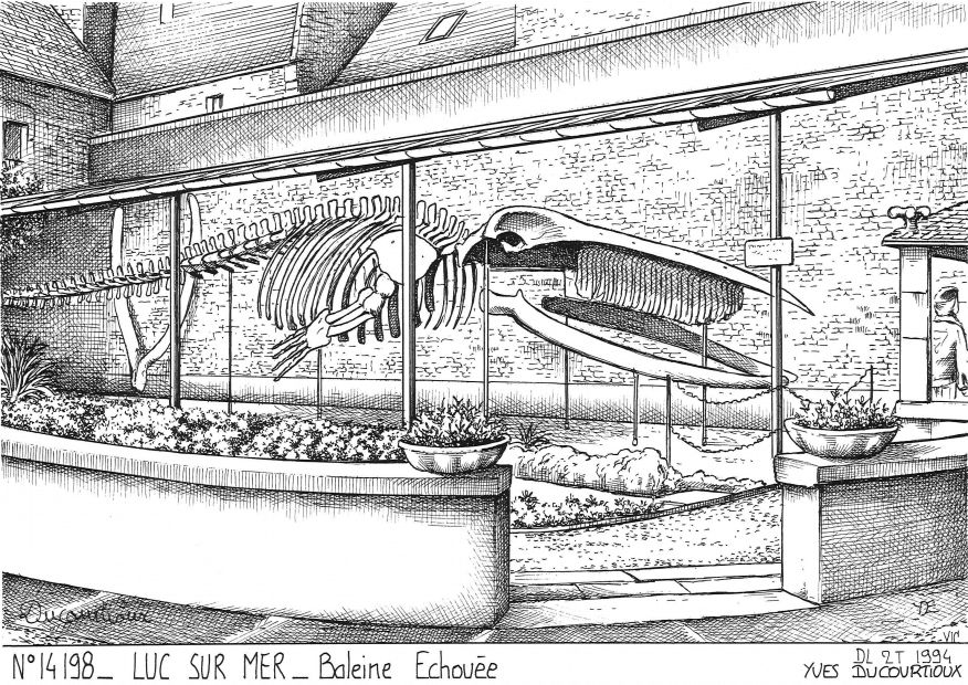 N 14198 - LUC SUR MER - baleine �chou�e