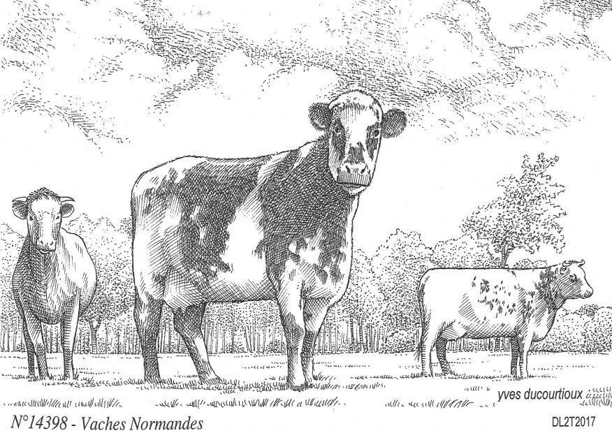 N 14398 - VACHES NORMANDES -