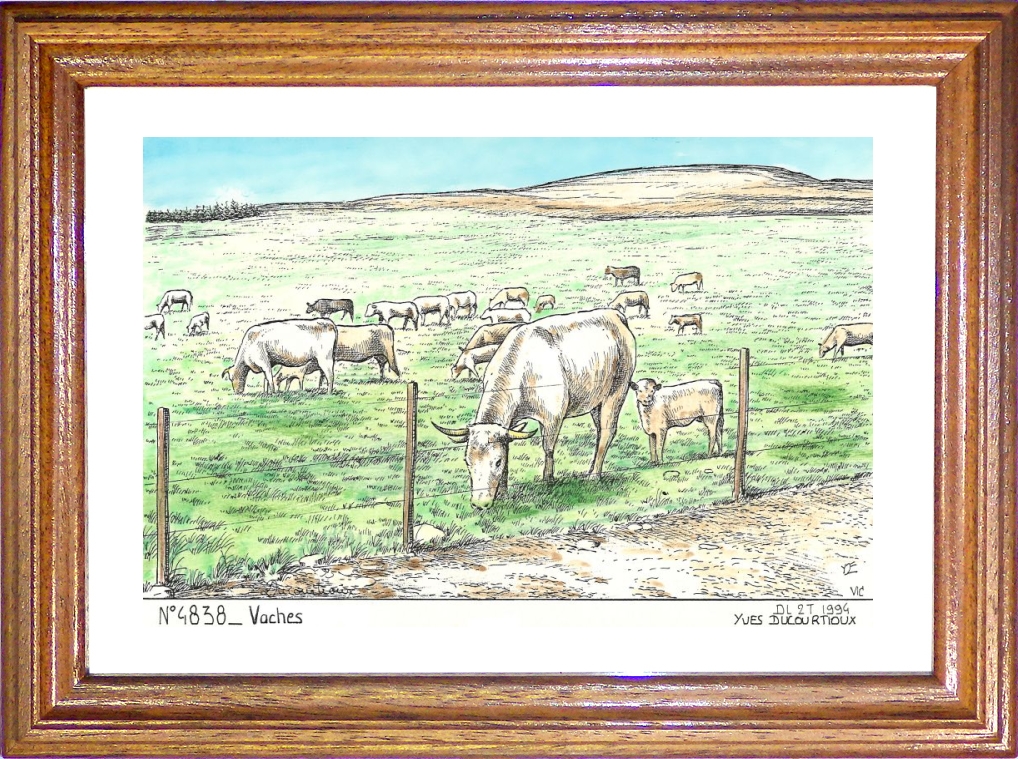 N 48038 - NASBINALS - vaches