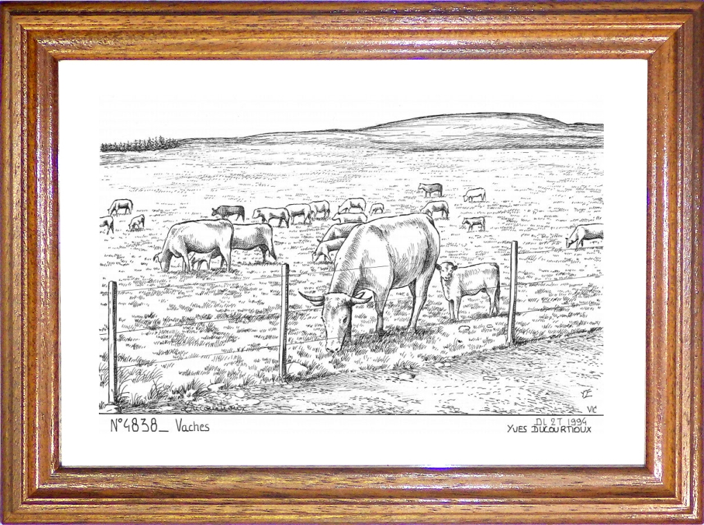 N 48038 - NASBINALS - vaches